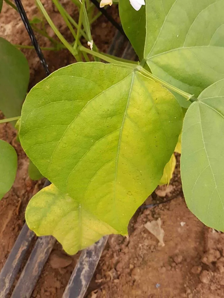 ازت (نیتروژن) در گیاهان