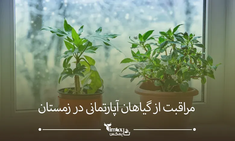 مراقبت از گیاهان آپارتمانی در زمستان
