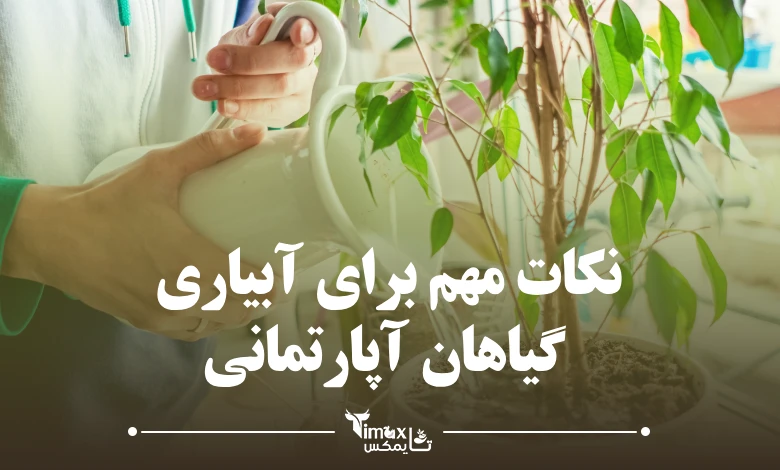 نکات مهم برای آبیاری گیاهان آپارتمانی