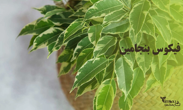 فیکوس بنجامین