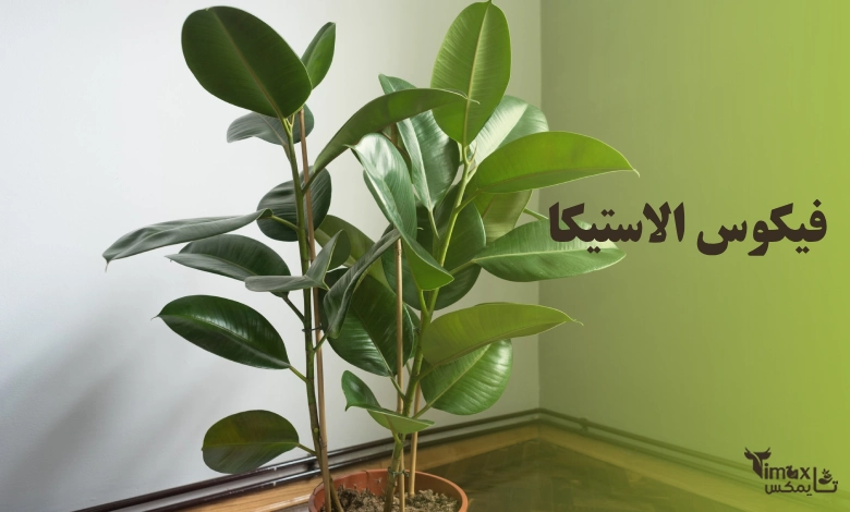 فیکوس الاستیکا