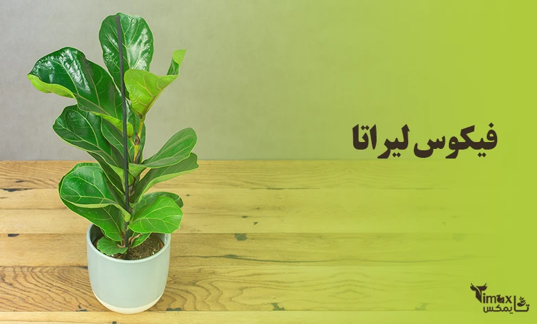 فیکوس لیراتا