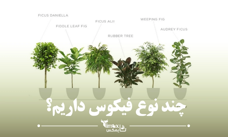 چند نوع فیکوس داریم؟