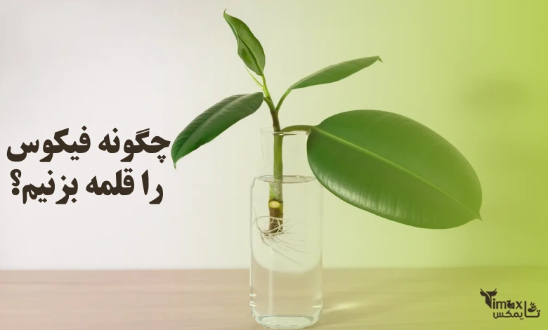 چگونه فیکوس را قلمه بزنیم؟