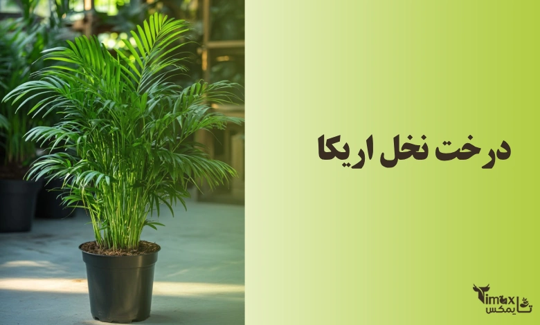 درخت نخل اریکا