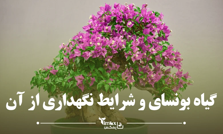 گیاه بونسای