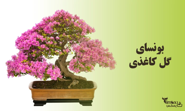 بونسای گل کاغذی