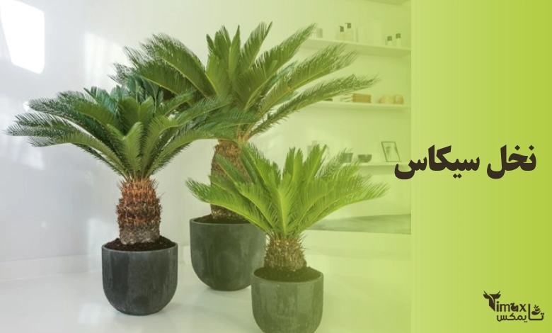 نخل سیکاس
