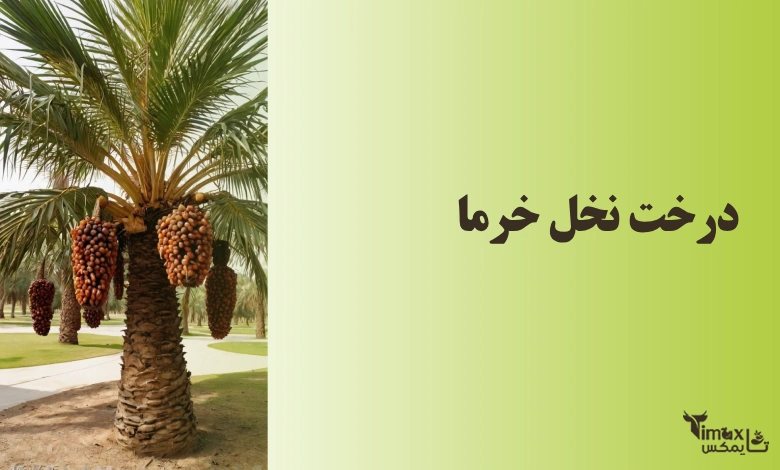 نخل خرما