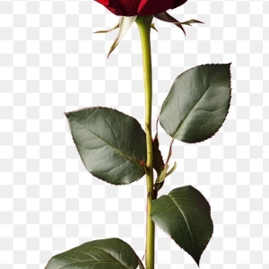 شاخه گل رز - قرمز
