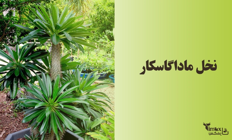 نخل ماداگاسکار