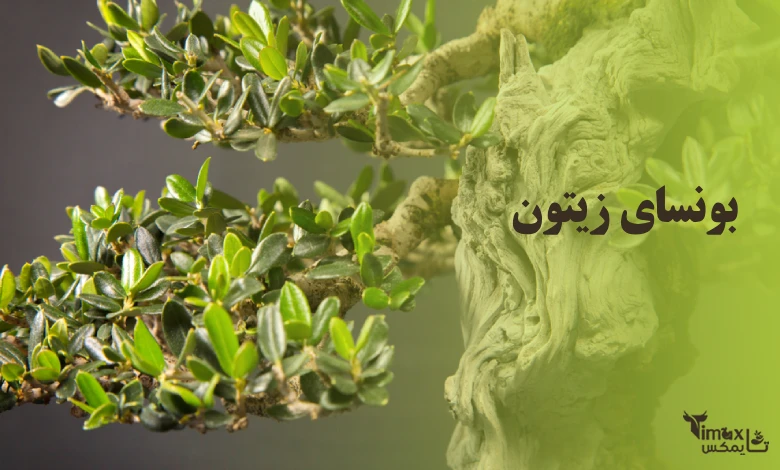 بونسای زیتون