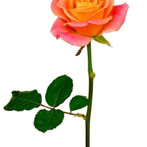 شاخه گل رز - نارنجی