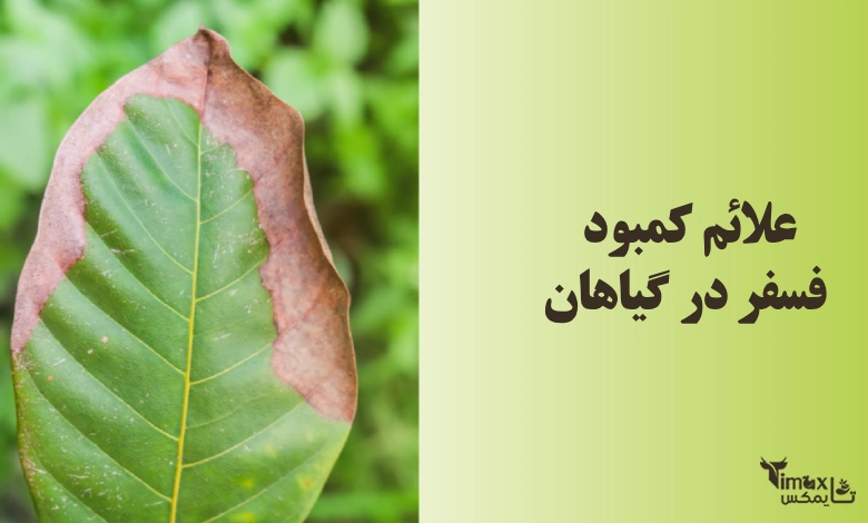 علائم کمبود فسفر در گیاهان