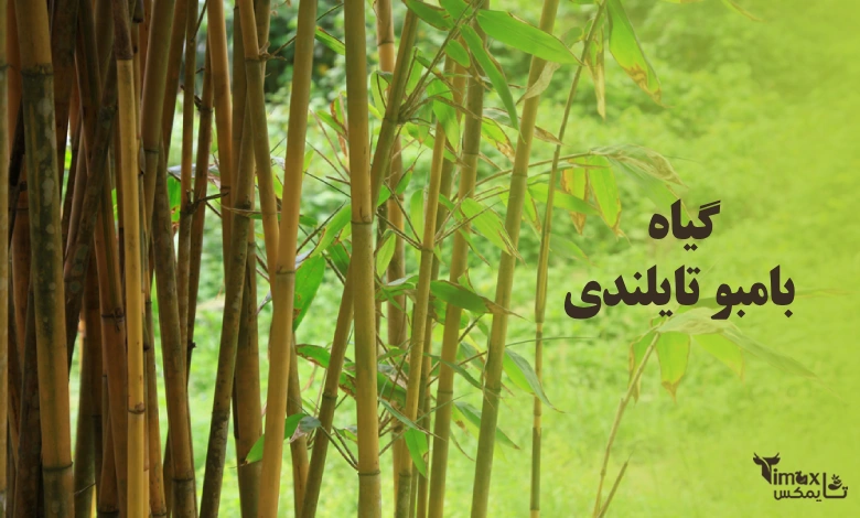 گیاه بامبو تایلندی