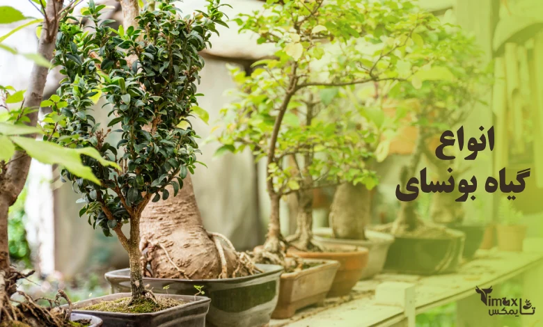 انواع بونسای با عکس