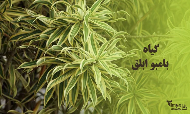 گیاه بامبو ابلق