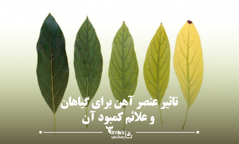 تاثیر عنصر آهن برای گیاهان