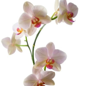 گل ارکیده - white-rose
