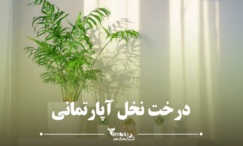 درخت نخل آپارتمانی