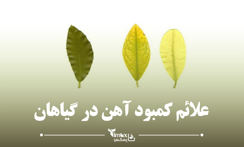 علائم کمبود آهن در گیاهان