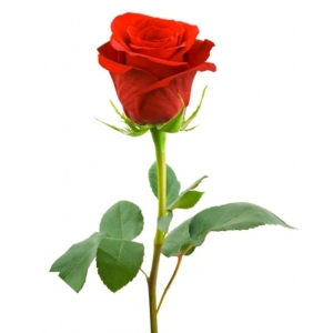 گل رز - قرمز