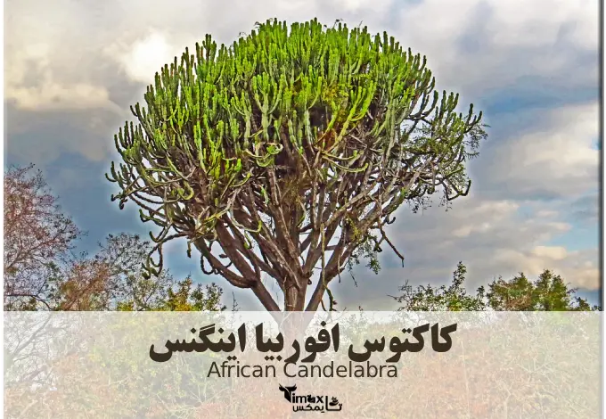 کاکتوس افوربیا اینگنس