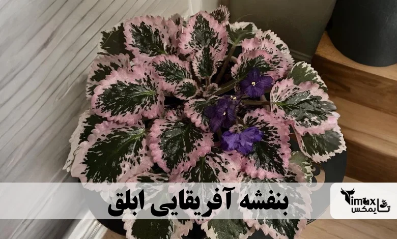 بنفشه آفریقایی ابلق