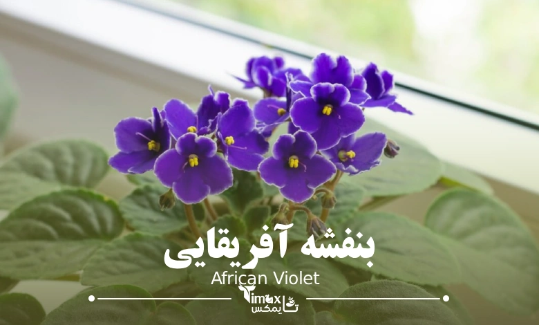 بنفشه آفریقایی African Violet