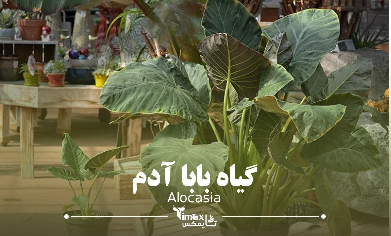 گل بابا آدم Alocasia