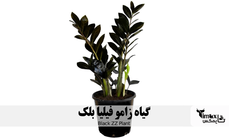 زامو فیلیا بلک