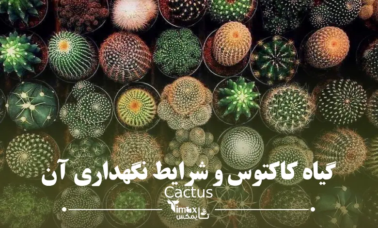 کاکتوس Cactus - گلیفای