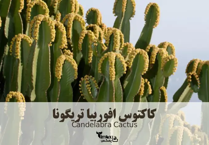 کاکتوس افوربیا تریگونا