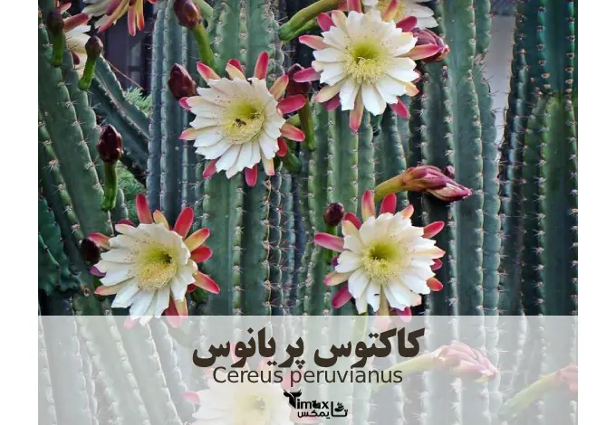 کاکتوس پریانوس