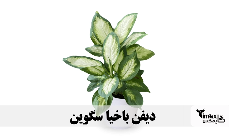 Dieffenbachia Camille