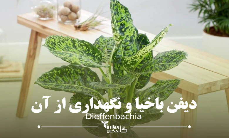دیفن باخیا Dieffenbachia