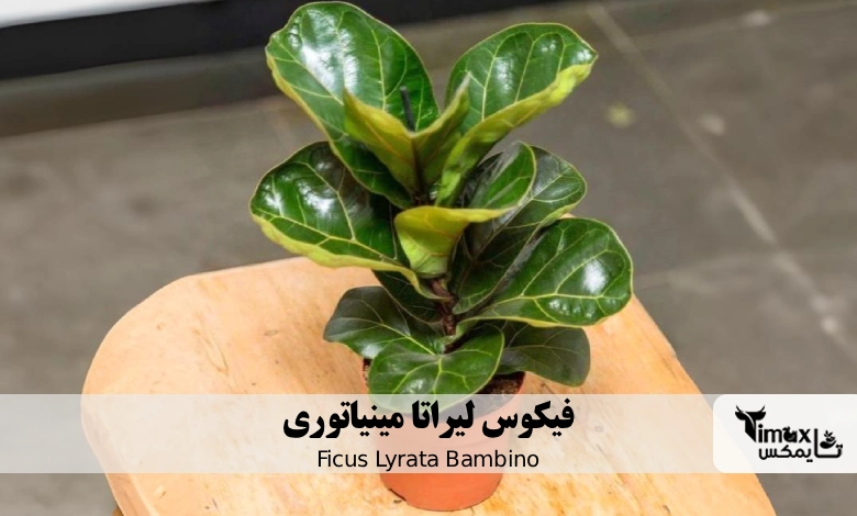 فیکوس لیراتا مینیاتوری Ficus Lyrata Bambino
