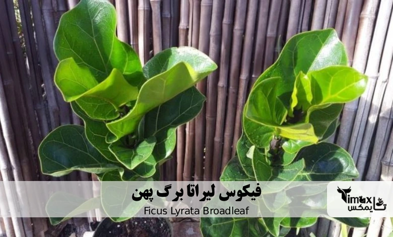 فیکوس لیراتا برگ پهن Ficus Lyrata Broadleaf
