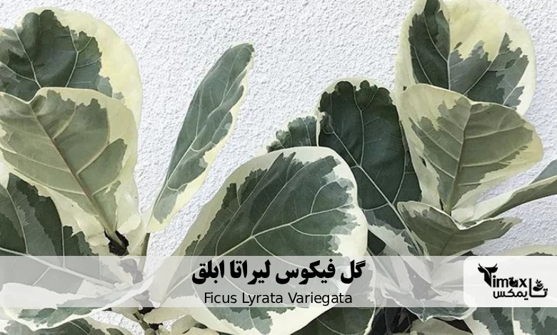 گل فیکوس لیراتا ابلق Ficus Lyrata Variegata