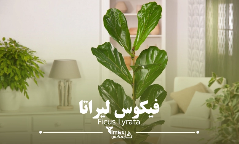 فیکوس لیراتا Ficus Lyrata - گلیفای