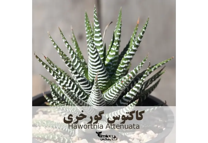 کاکتوس گورخری