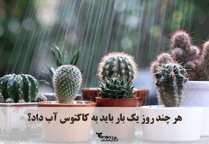 هر چند روز یک بار باید به کاکتوس آب داد؟