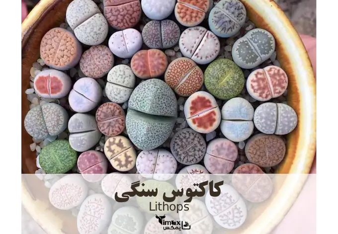 کاکتوس سنگی