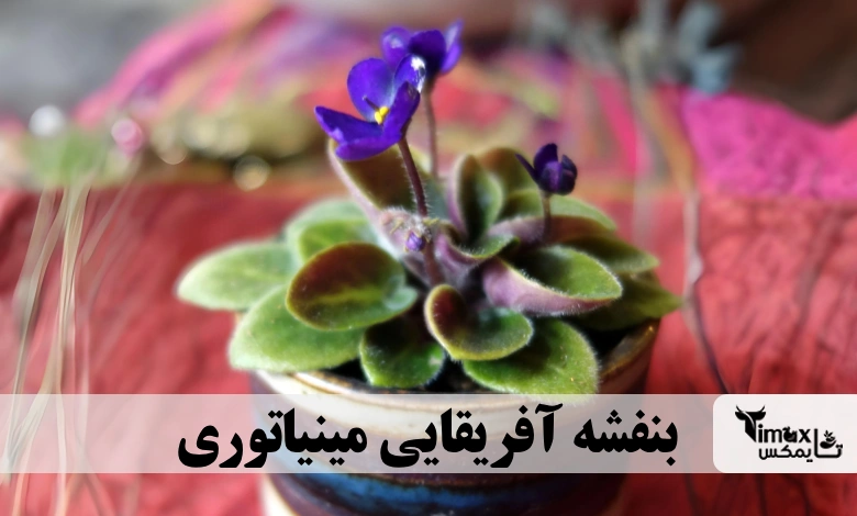 بنفشه آفریقایی مینیاتوری