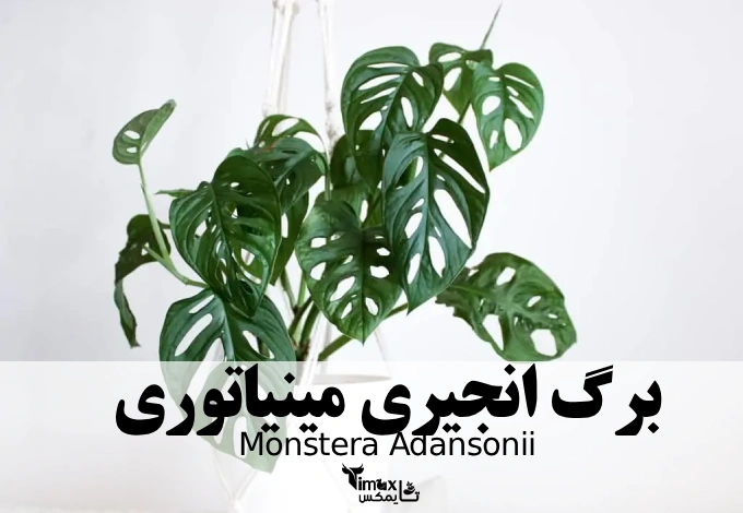 برگ انجیری مینیاتوری