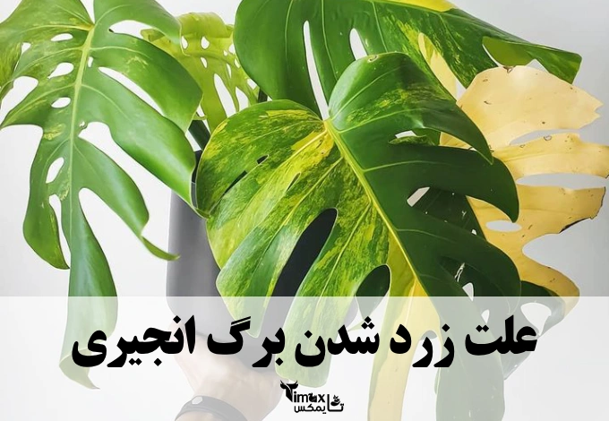 علت زرد شدن برگ انجیری