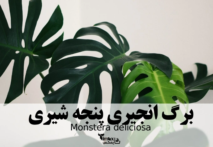 برگ انجیری پنجه شیری