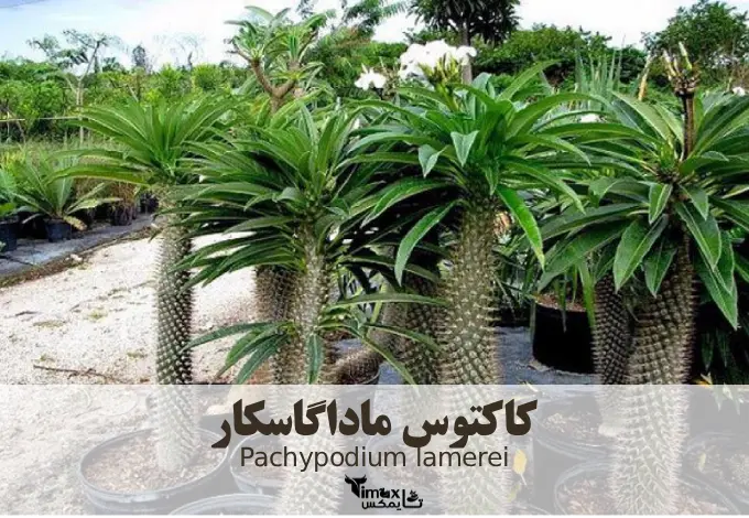 کاکتوس ماداگاسکار