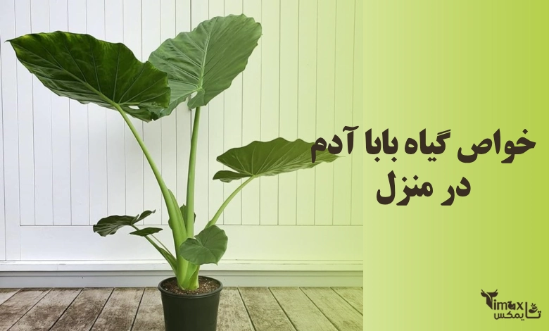 خواص گیاه بابا آدم در منزل 