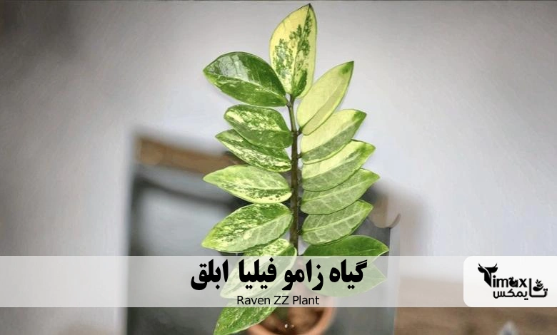 زامو فیلیا ابلق